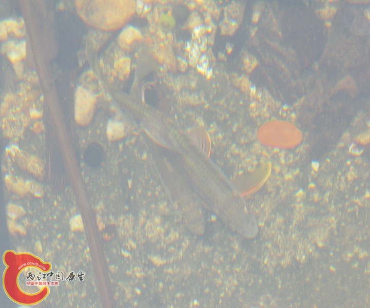 20100513_e9d7eefccf8d41e325395u3zEOS32lWa.jpg.thumb[1].jpg