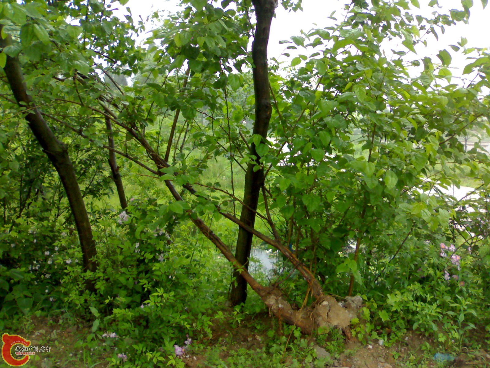 201005161018.jpg