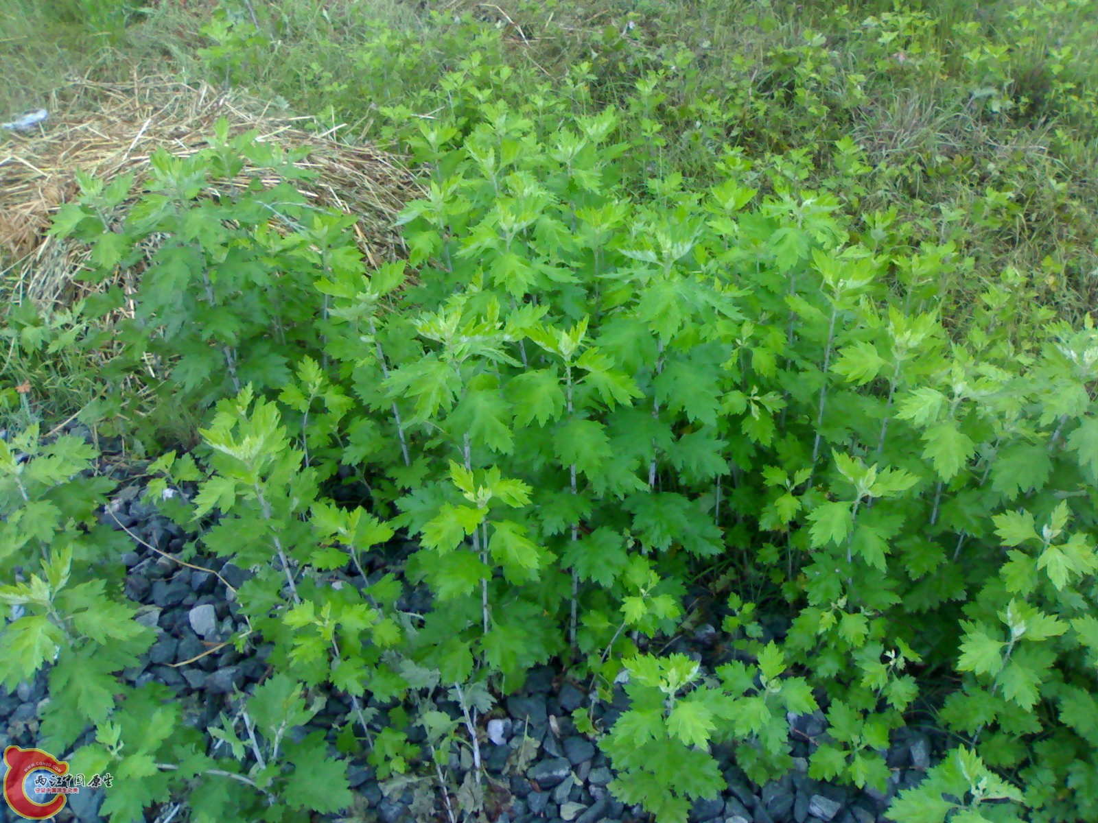 201005161039.jpg