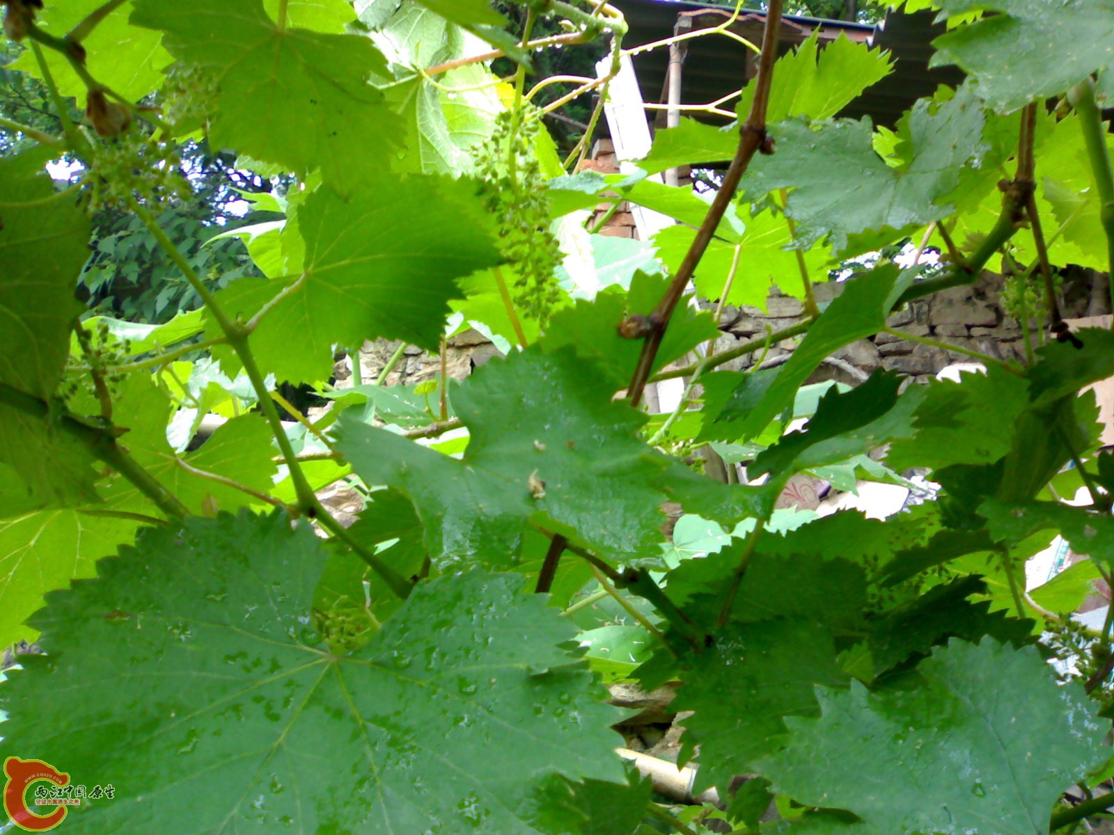 201005161061.jpg