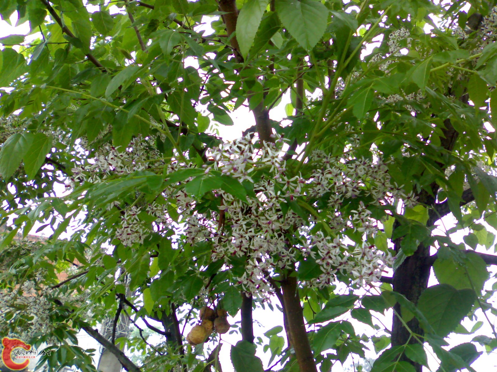 201005161057.jpg