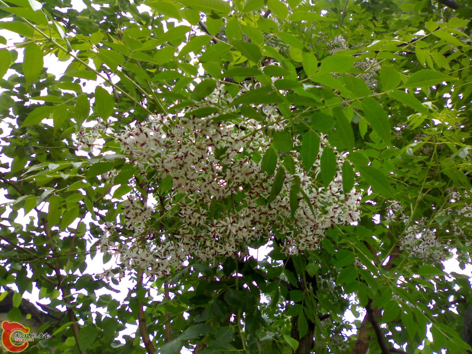 201005161055.jpg