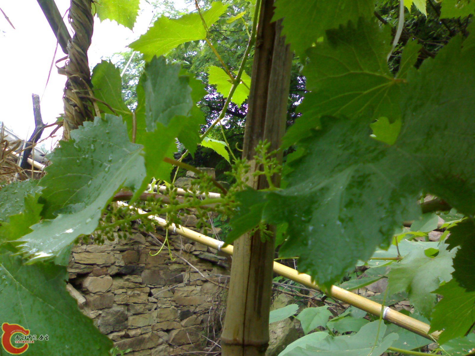 201005161060.jpg