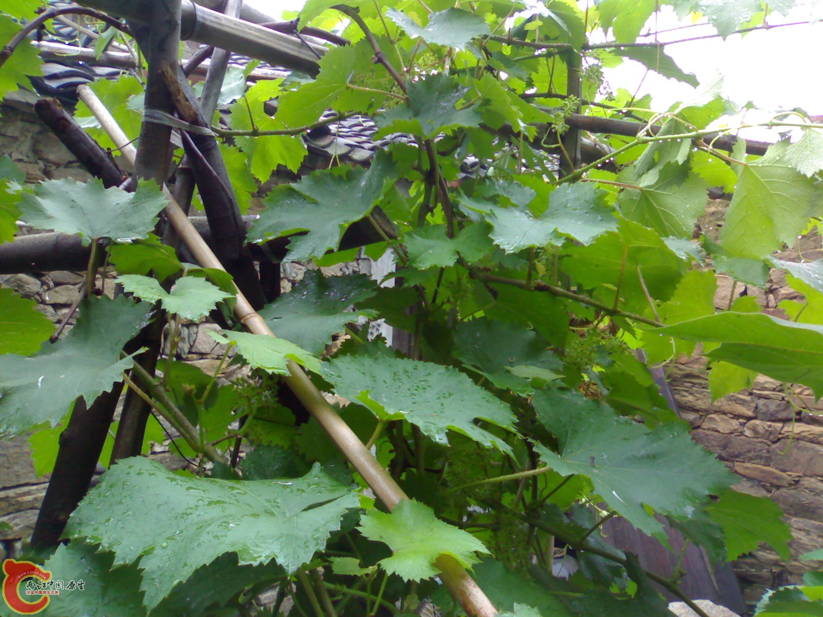 201005161062.jpg