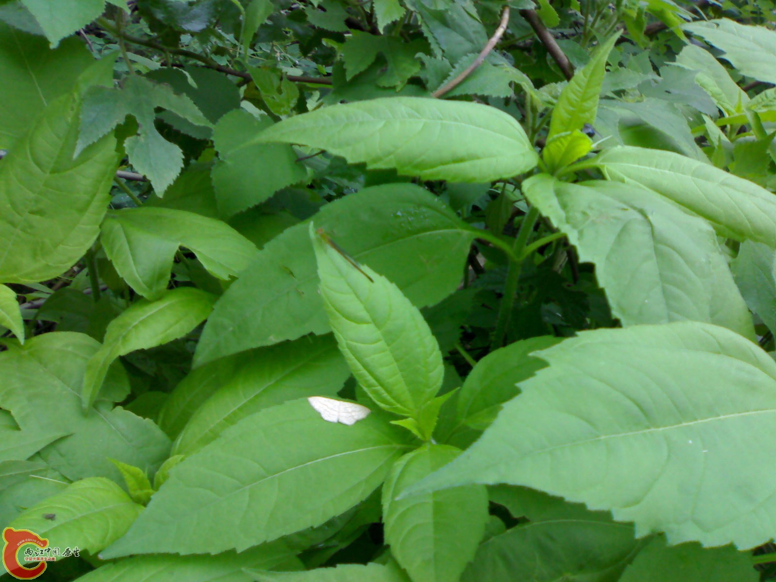 201005161064.jpg
