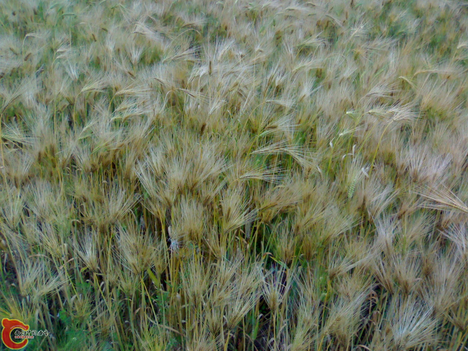 201005161079.jpg