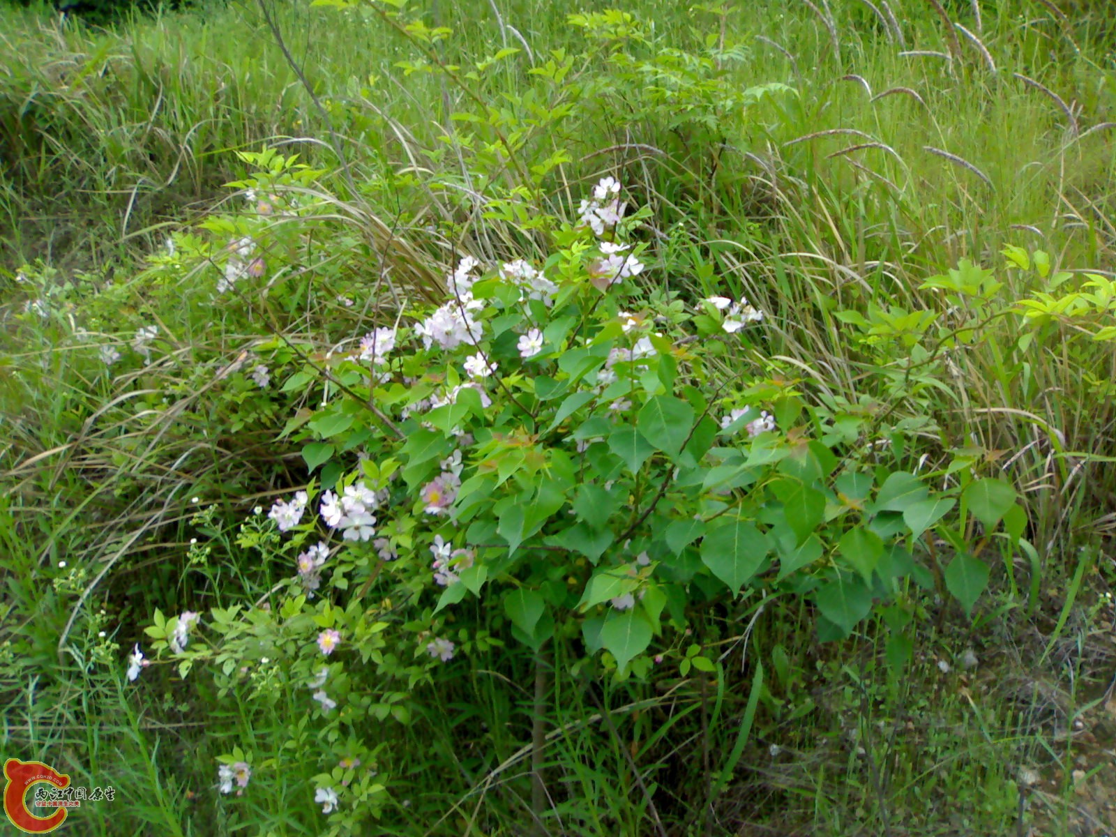 201005161080.jpg