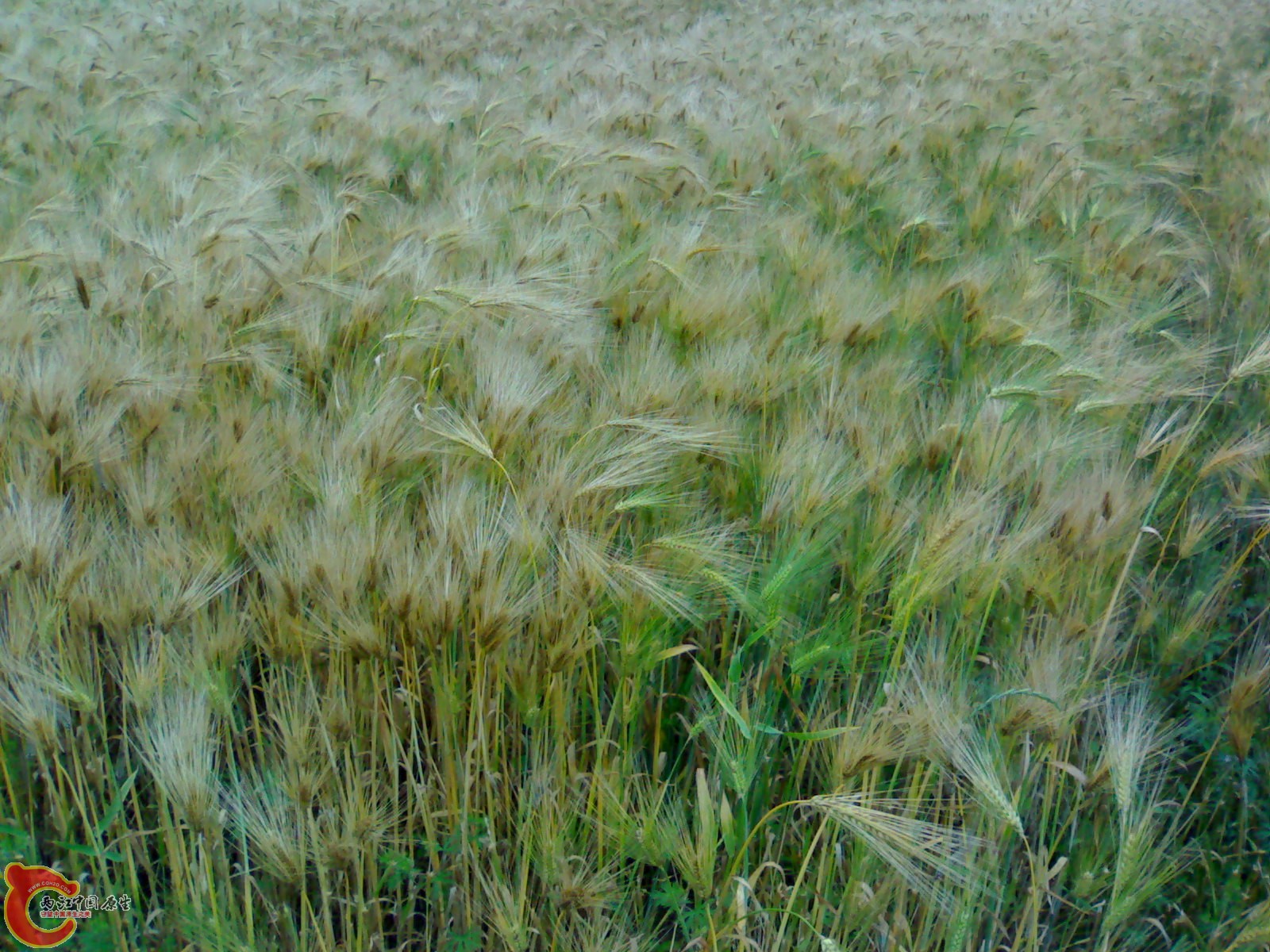 201005161078.jpg