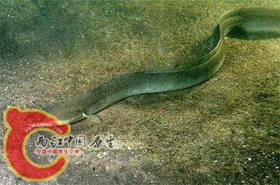 european-eel.jpg