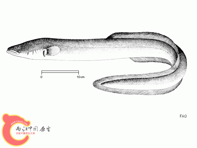 european_eel.gif