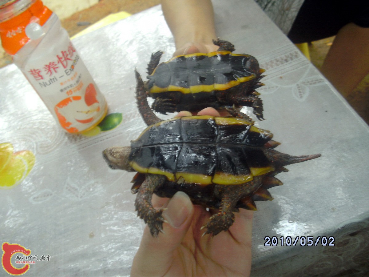 _SCK0294.jpg