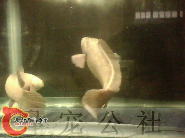 IMG5627A.jpg