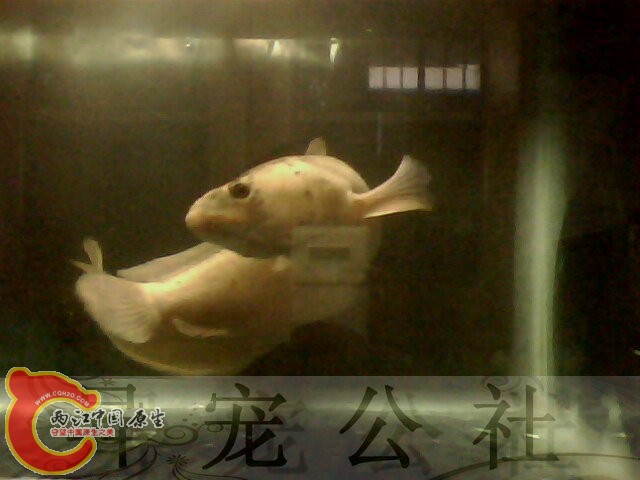 IMG5702A.jpg