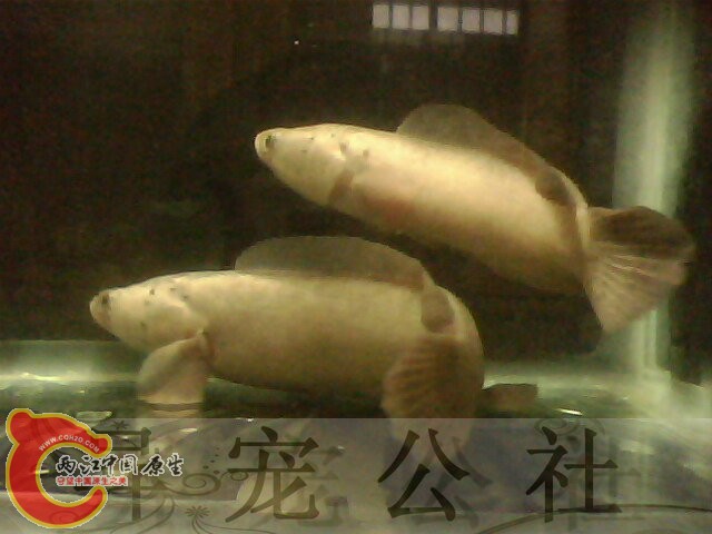 IMG5632A.jpg
