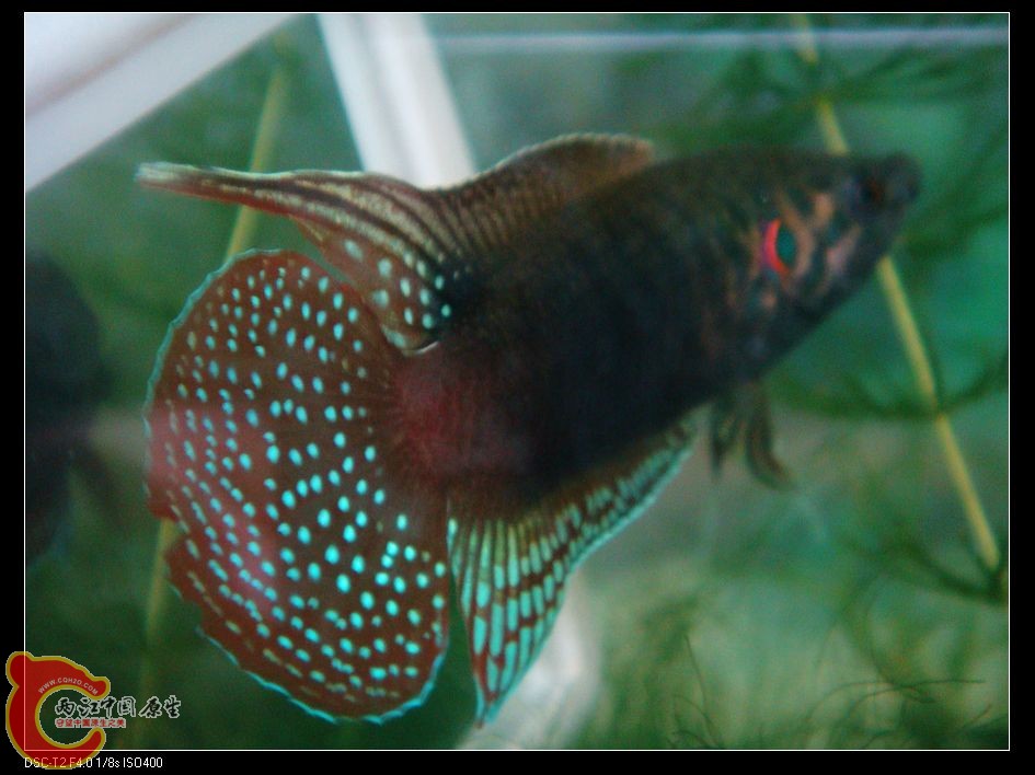 nEO_IMG_DSC07854.jpg