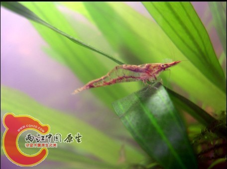 入缸照