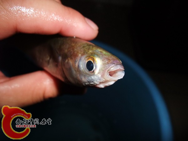 海南人说的白餐