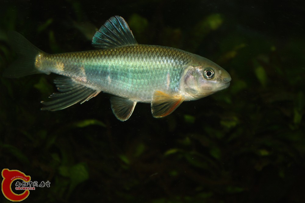 宽鳍鱲002.jpg