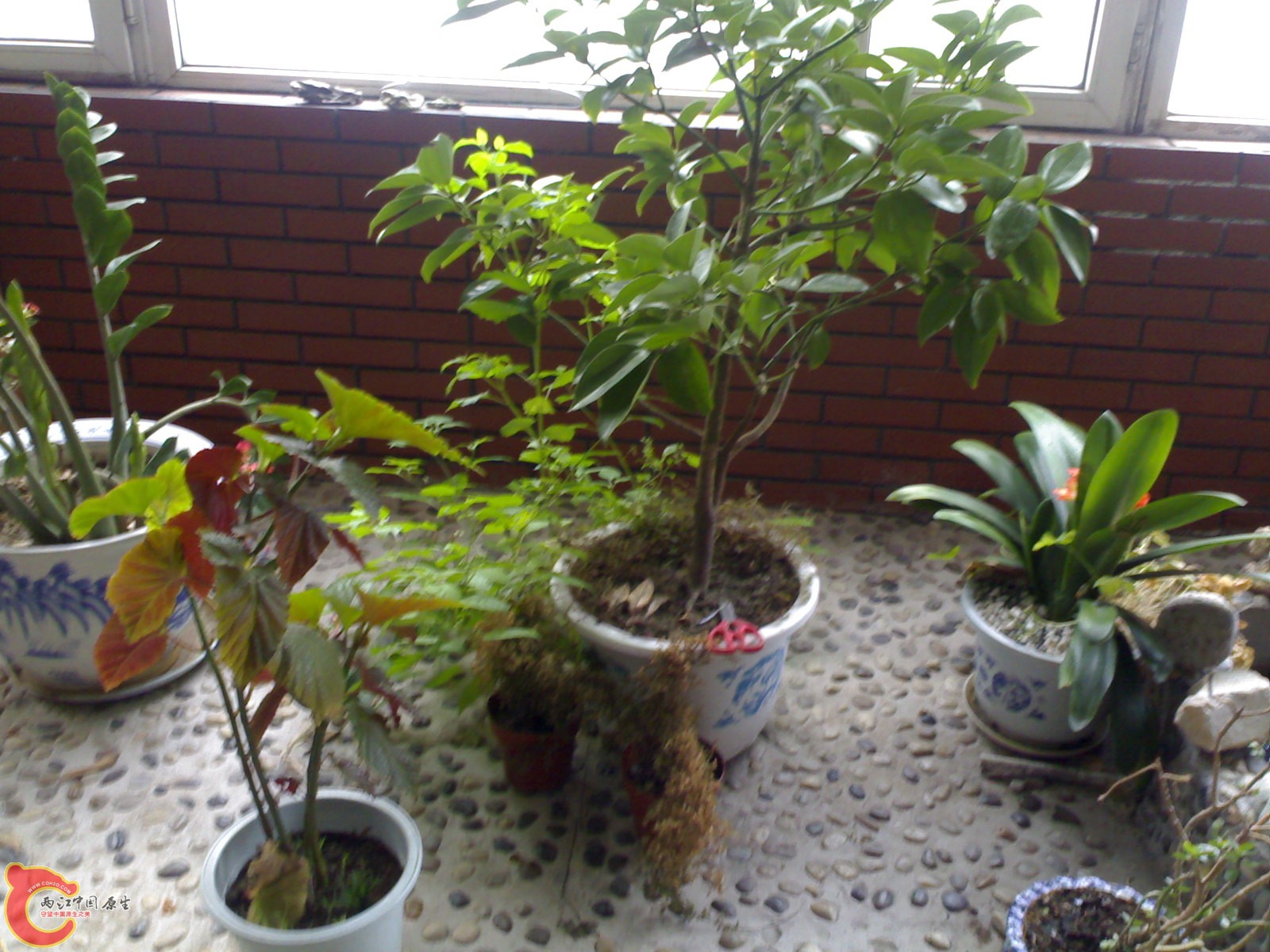 平安树里面长出了 黑天天，北这么叫）