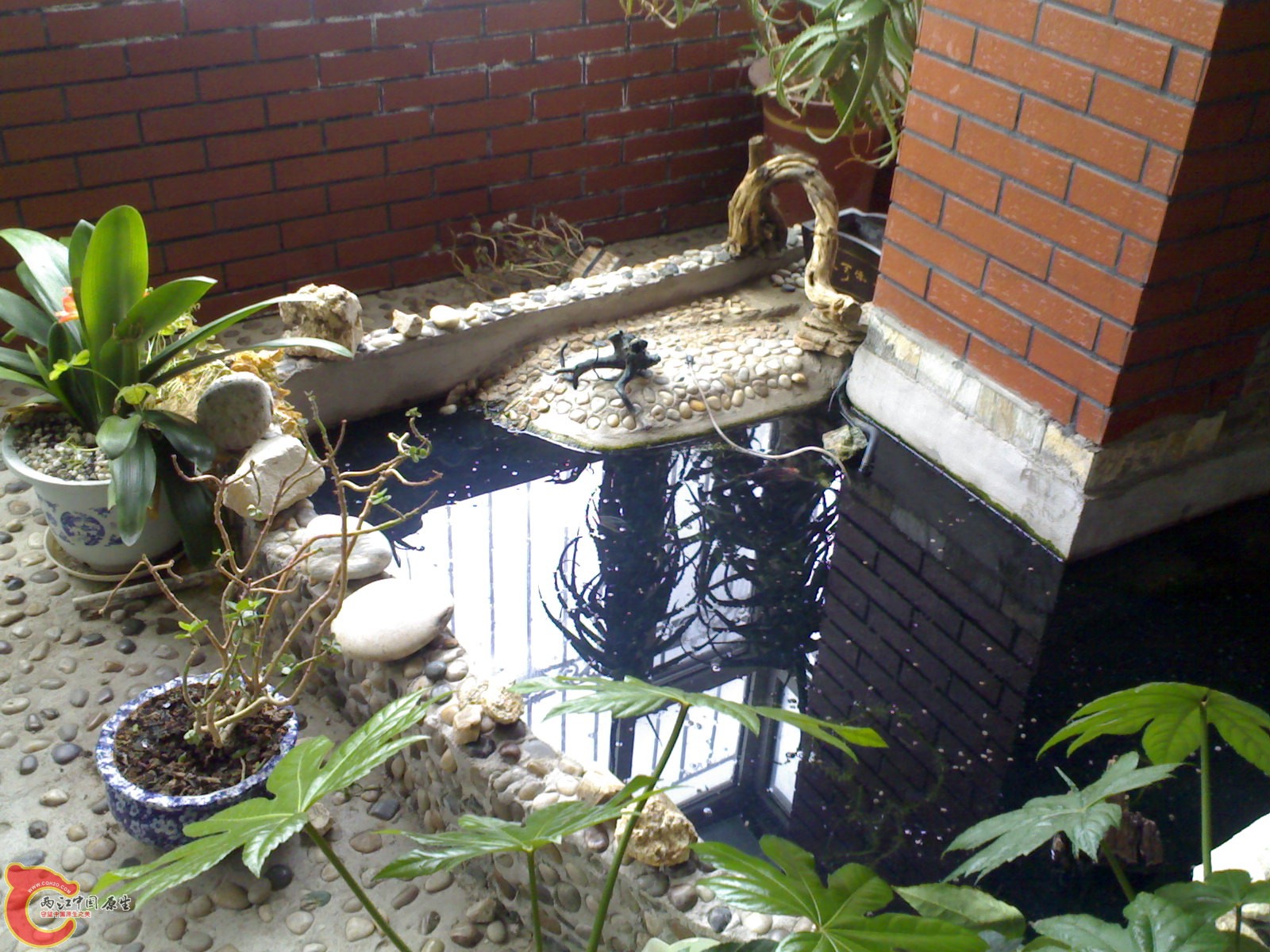 龟池还没清理有点乱