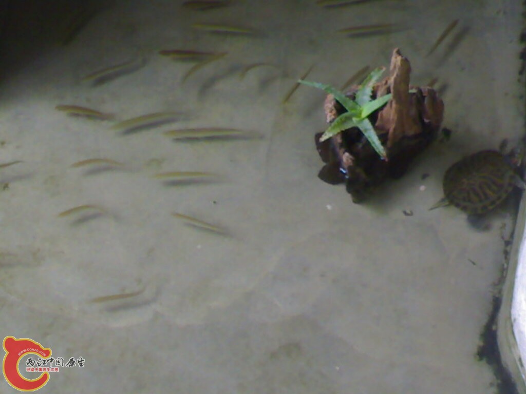 沉木上的  芦荟居然转水了，长出了新的根