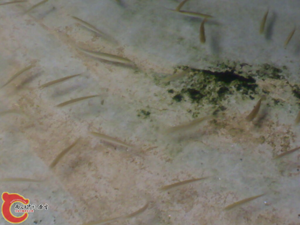 成群结对的餐和白票子