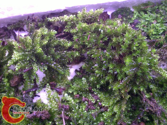20100523967.jpg