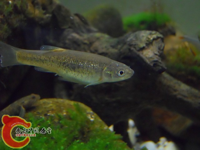 带小瓜虫的鱼岁