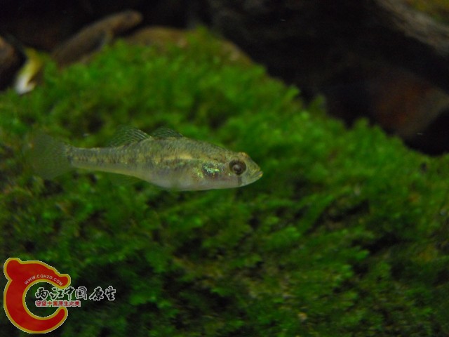 这个小家伙最强壮