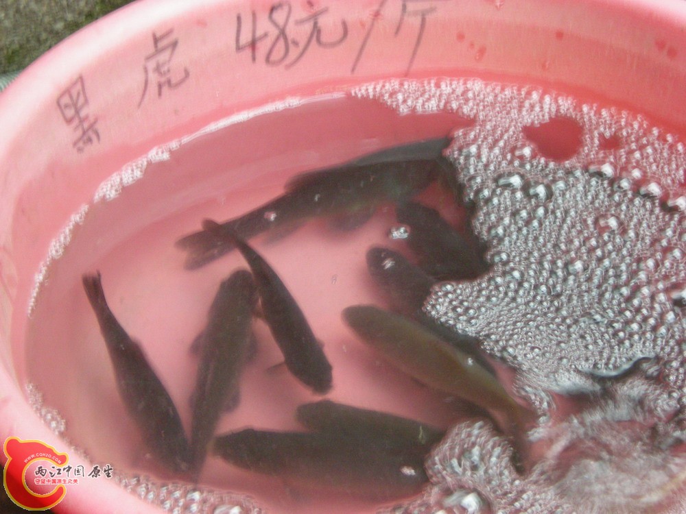2010 0501 059.jpg