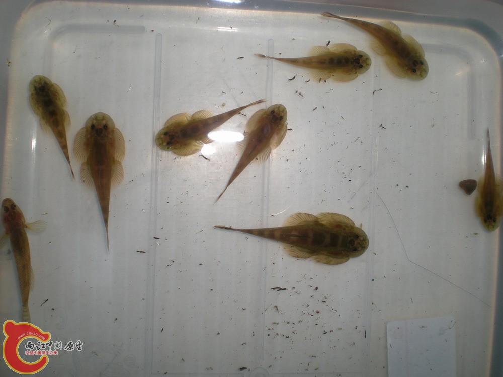 20100522柳江野采华吸鳅 004.jpg