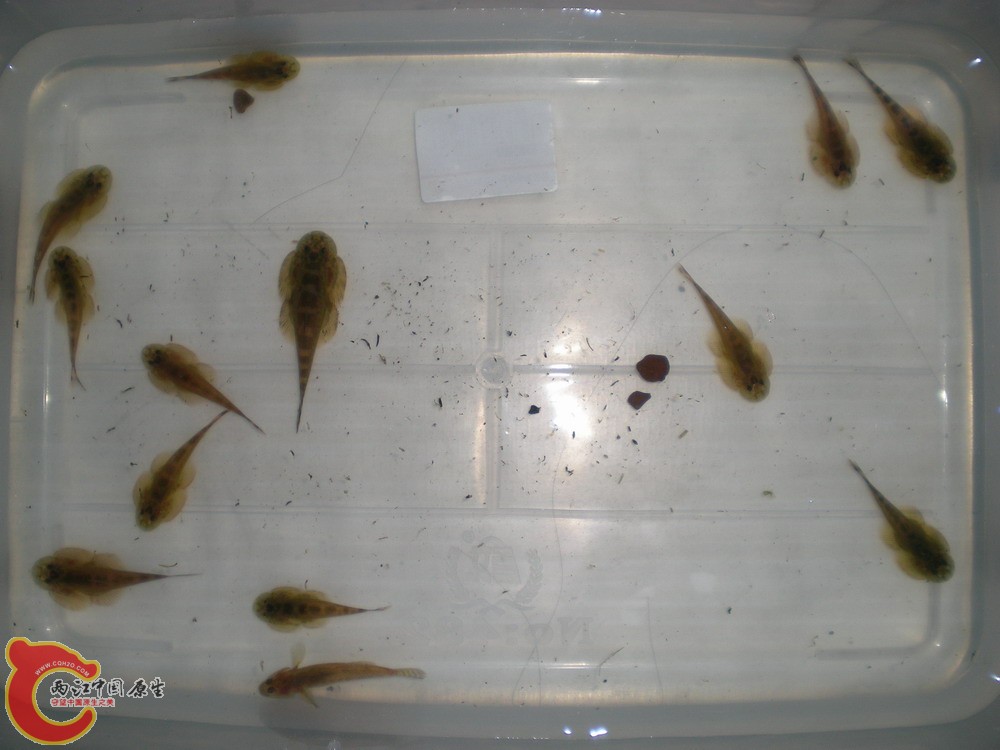 20100522柳江野采华吸鳅 003.jpg