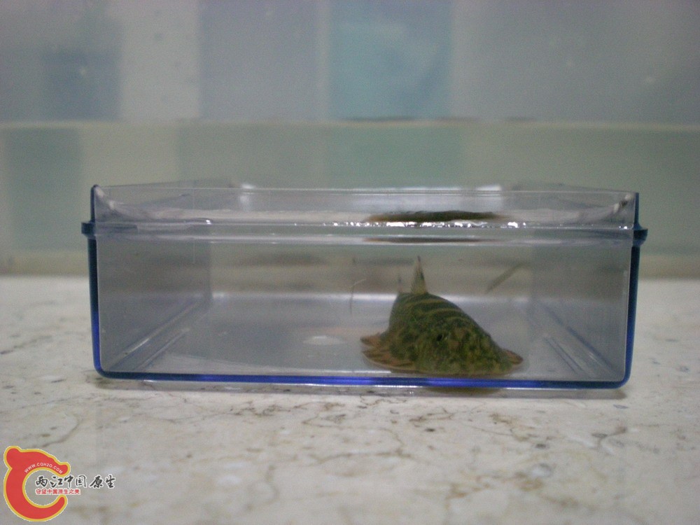20100522柳江野采华吸鳅 015.jpg