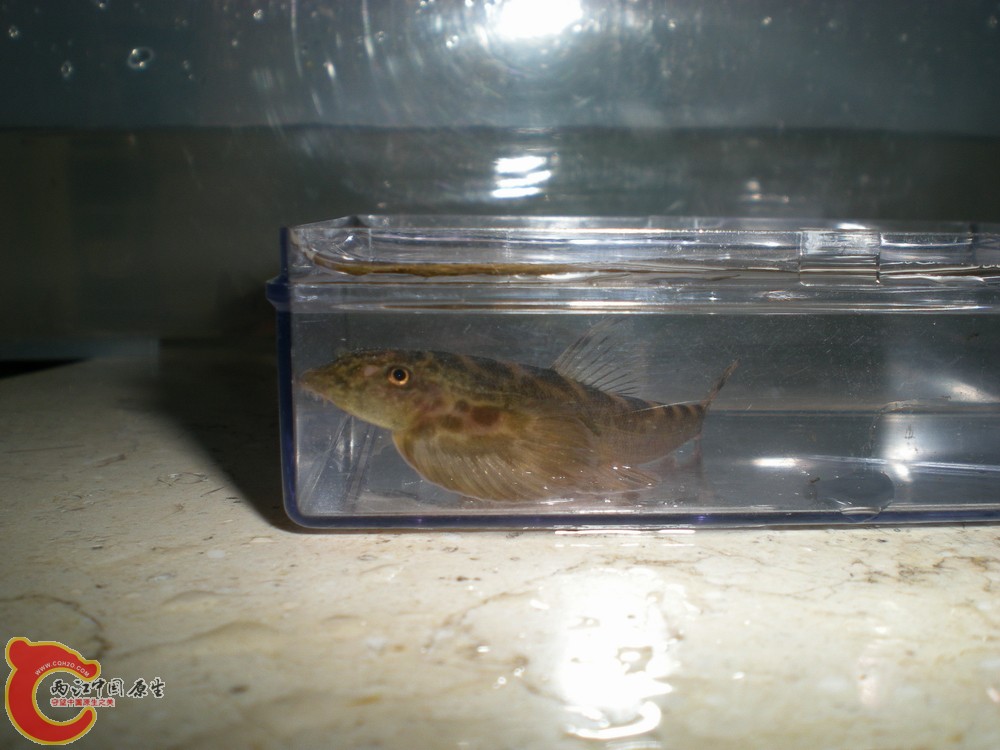 20100522柳江野采华吸鳅 009.jpg