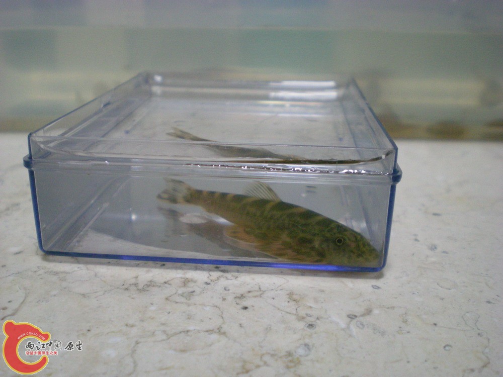 20100522柳江野采华吸鳅 018.jpg