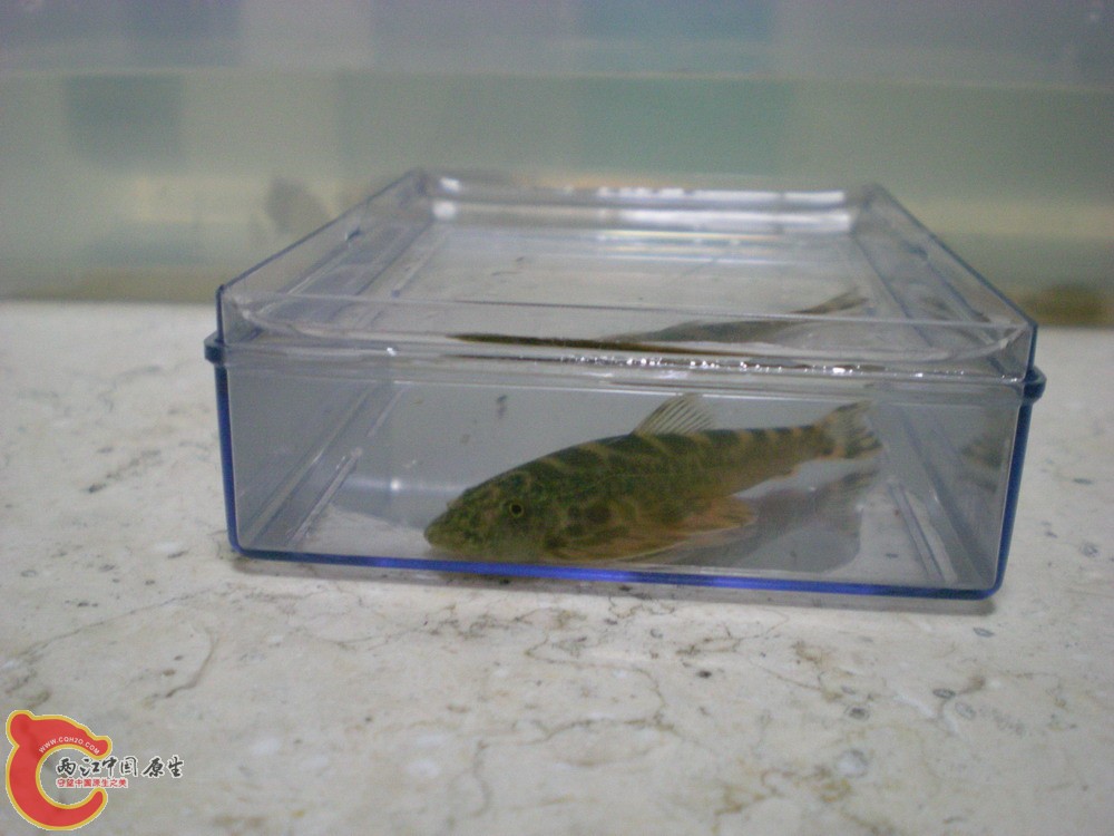 20100522柳江野采华吸鳅 017.jpg