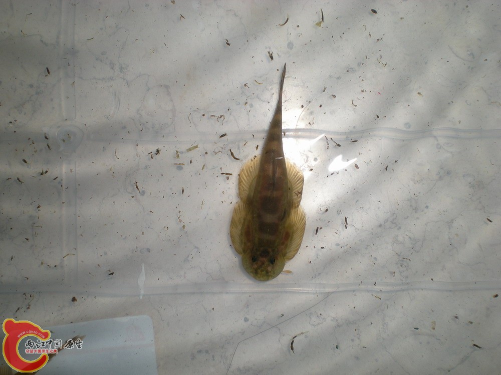 20100522柳江野采华吸鳅 002.jpg