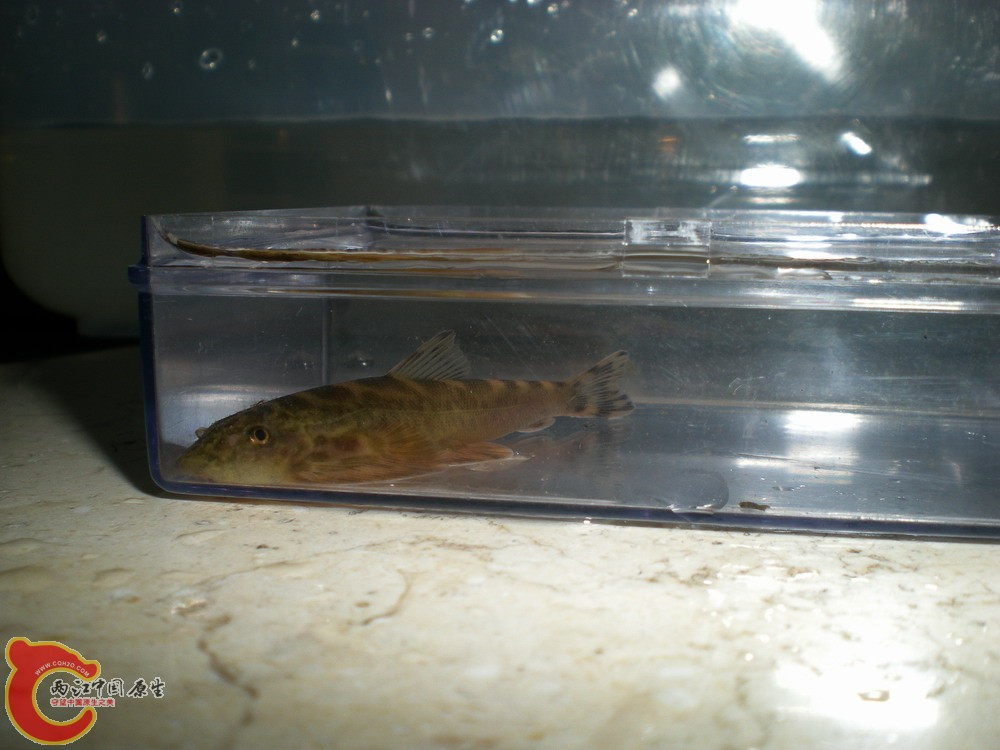20100522柳江野采华吸鳅 012.jpg