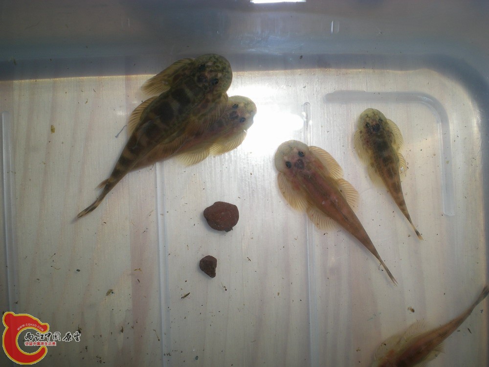 20100522柳江野采华吸鳅 033.jpg