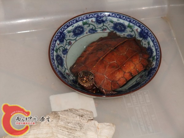 DSCF6081.jpg