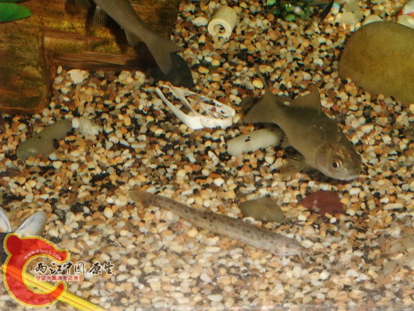 4鲫鱼来打酱油.jpg