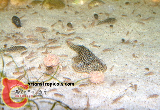 Fish379.jpg