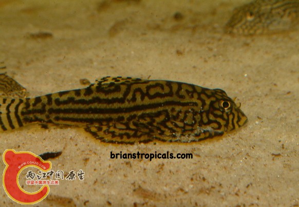 Fish - 373.jpg