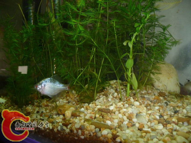 用小虾喂的鰟皮