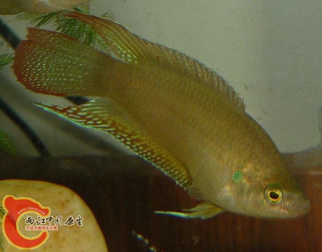 用小虾喂的小斗