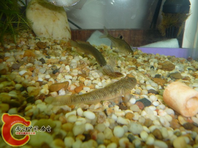 用小虾喂的虾虎