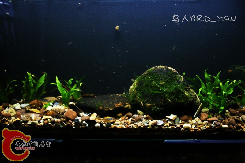 繁殖缸全景