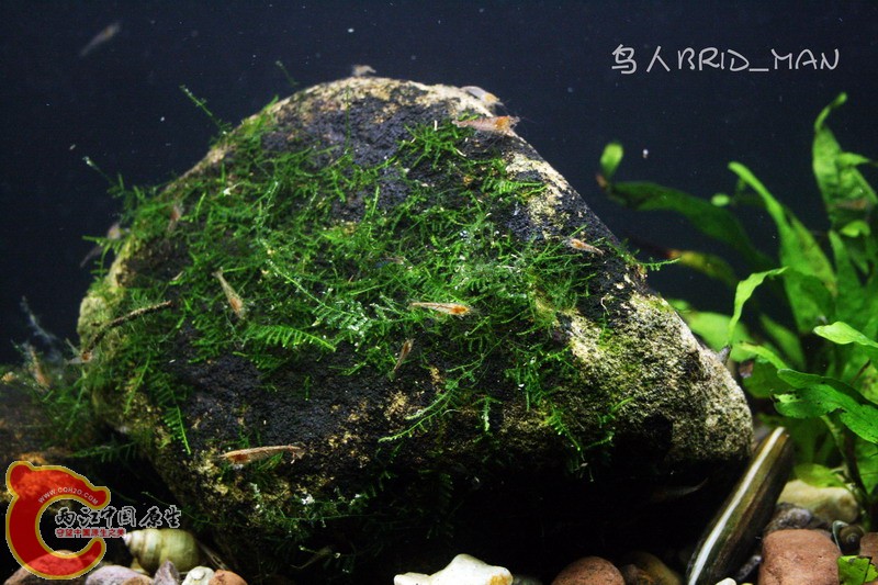 野外拣的莫丝石