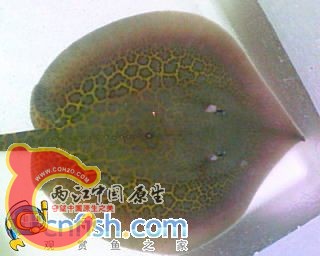 Asia1_tiger_stingray02.jpg