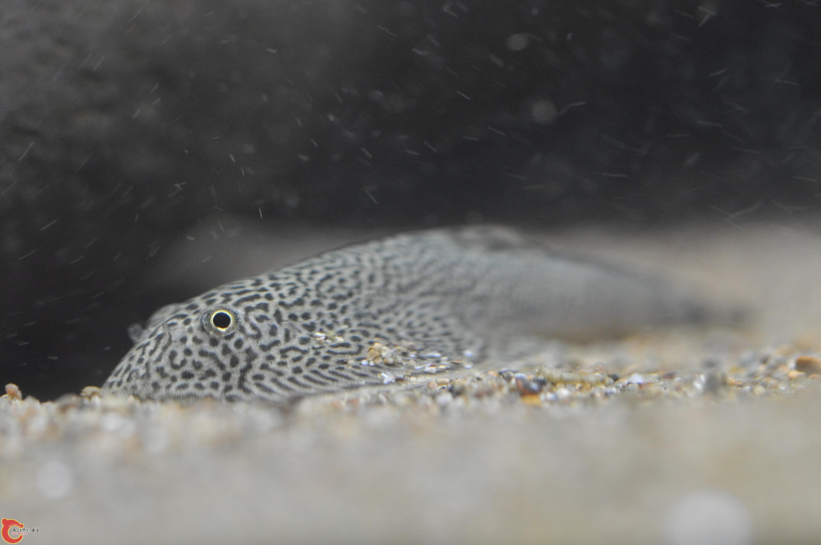 DSC_0311.JPG